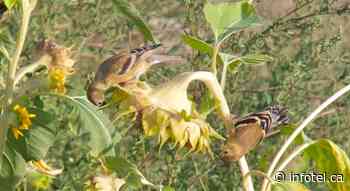 Things are about to get wild at Wild Birds Unlimited in Kamloops | iNFOnews | Thompson-Okanagan's News Source - iNFOnews