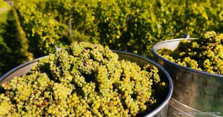 Weinlese in Franken beginnt