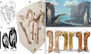 Fossils: School kids find remains of 4ft 7in penguin that roamed New Zealand 34 million years ago