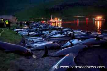 Slaughter of dolphins on Faroes sparks debate on traditions - Barrhead News