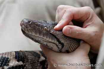 Modern snakes 'evolved from a few survivors of dinosaur-killing asteroid' - Barrhead News