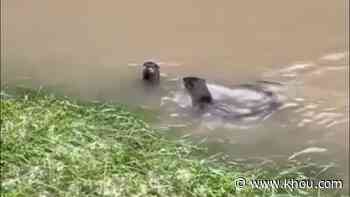 Though they're rare, otters are definitely living along Buffalo Bayou - KHOU.com