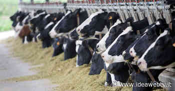 Bovini, Coldiretti Cuneo: "Da latte a carne, allevatori sotto pressione" - www.ideawebtv.it - Quotidiano on line della provincia di Cuneo - IdeaWebTv