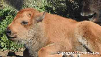 Saskatoon's Wanuskewin Heritage Park welcomes 'bonus baby bison' - CTV News Saskatoon