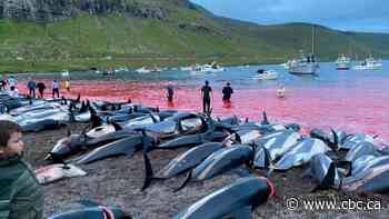 1,428 dolphins killed on Faroe Islands in traditional hunt