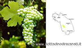 Vino, IMT: Il Verdicchio di Matelica alla prova dell'invecchiamento nel press tour "Born to be vintage" - Il Cittadino di Recanati