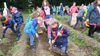 „Olympiade“ in Hohenlockstedt: Grundschüler aus Hohenaspe siegen bei Kampf um den Knollen-Pokal | shz.de - shz.de