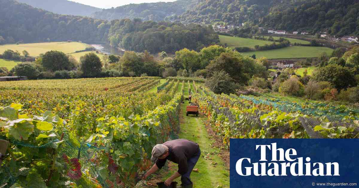 Gimblett Gravels Vineyards