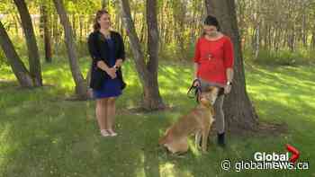 Adopt a Pet with Trixie the German Shepherd