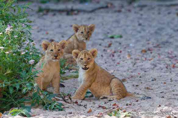Schattig: leeuwenwelpjes mogen eindelijk op ontdekkingstocht in Antwerpse zoo
