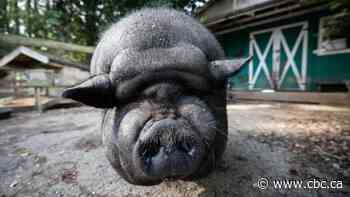 Pet 'mini-pigs' are outgrowing owners' expectations — and sanctuaries are running out of space to re-home them