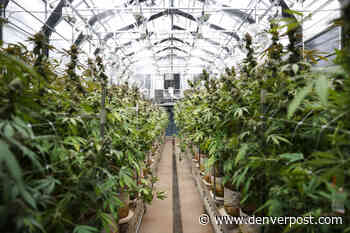 Aurora reverses itself on pot hospitality measure when second vote comes up short - The Denver Post