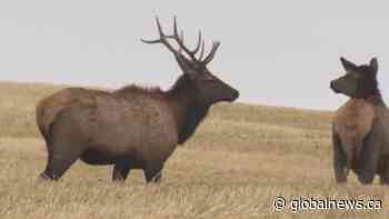 How to stay safe while hiking during elk rutting season
