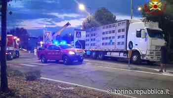 Fossano, si rovescia camion carico di maiali: bloccate strada e ferrovia - La Repubblica