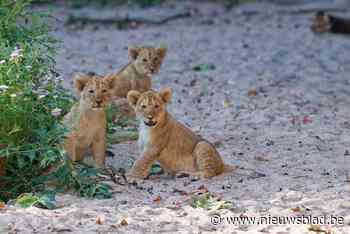 Ravottend leeuwentrio verkent Panoramaperk in Antwerpse Zoo