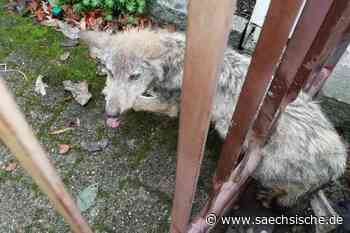 Wolf irrt in Dresden herum - Sächsische.de