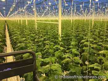 Astonishing £320k of food produce 'trashed' in 3 weeks at Thanet Earth due to lack of workers, says MP - The Isle of Thanet News