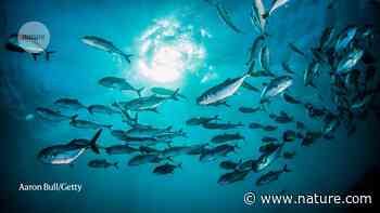 Harness the world's aquatic 'blue' food systems to help end hunger - Nature.com