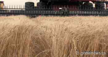 Saskatchewan harvest at three-quarter mark; StatCan projects lower yields