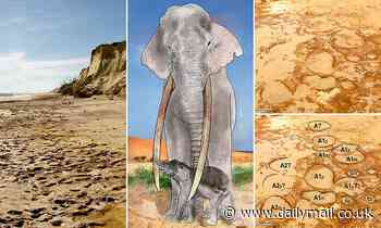 Fossils: Footprints discovered in Spain reveal a NURSERY for elephants from 129,000 years ago