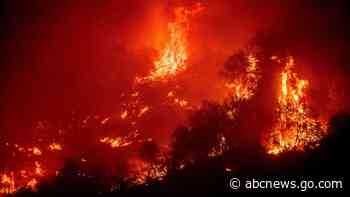 National park's giant trees at risk as wildfires grow