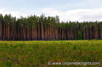 Five ways to ensure your forest carbon offsets aren't just corporate greenwash - Corporate Knights Magazine