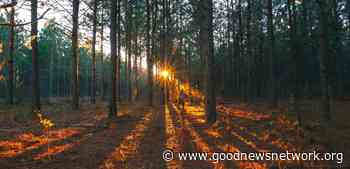 If Left to Regrow, Brazil's Atlantic Forest Could Recover Faster and Store More Carbon Cheaper Than Tree Planting - Good News Network
