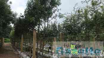 Council fund boosts Islington 'urban forest' scheme - Islington Gazette