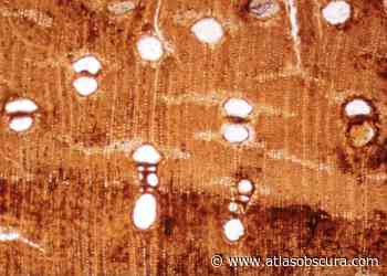 To Imagine a 39-Million-Year-Old Forest, Start Small—Very Small - Atlas Obscura