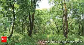India takes steps to finalise its REDD+ measures on conserving forest cover - Times of India
