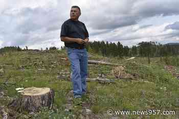 Climate change, logging collide — and a forest shrinks - 95.7 News