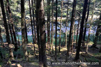 Forest Practices Board to audit TAAN Forest on Haida Gwaii – Prince Rupert Northern View - Prince Rupert Northern View