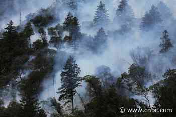 Companies investing in forest protection to secure water supplies - CNBC