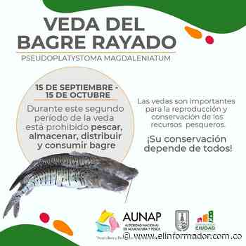 Veda de bagre rayado en El Banco, Magdalena: prohibida su pesca, venta y consumo por un mes - El Informador - Santa Marta