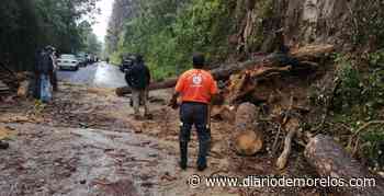 Atiende PC Cuernavaca reporte de desgajamientos y árboles caídos - Diario de Morelos