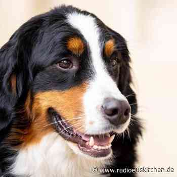 Spürhunde sollen Corona-Infektionen riechen - radioeuskirchen.de