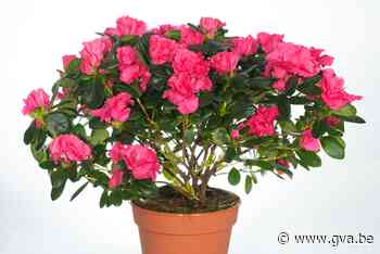 Plantjesweekend op diverse plaatsen (Aartselaar) - Gazet van Antwerpen Mobile - Gazet van Antwerpen