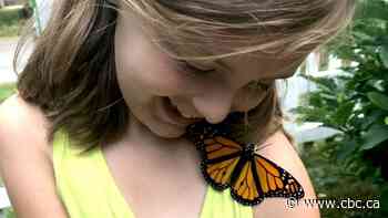 How a 7-year-old Orillia girl is helping rescue the at-risk monarch butterfly