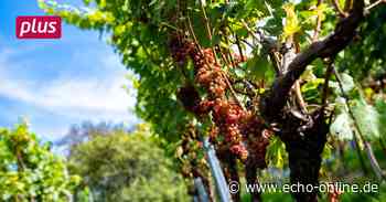 In Heppenheim beginnt die Traubenlese - Echo Online