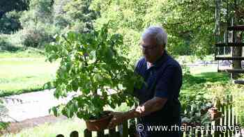 Bonsaibaumzüchter in Alf-Höllenthal: Ohne Geduld läuft gar nichts - Rhein-Zeitung