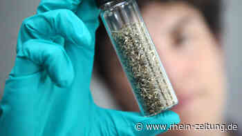 Amtsgericht Cochem verurteilt Eiflerin: Frau reicht medizinisches Cannabis nicht aus - Rhein-Zeitung