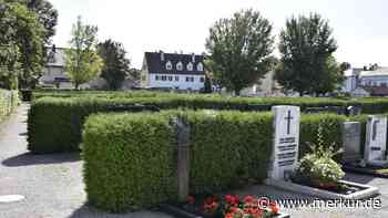 Thuja wird am Mindelheimer Friedhof zum Problem - Merkur.de