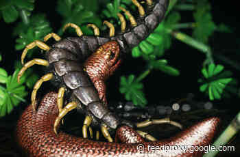 A Newly Discovered Proto-Reptile Borrows Its Name From Norse Myth