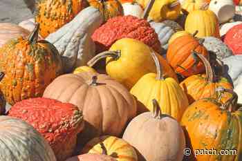 Pumpkin-Picking Patches Close To Upper St. Clair - Patch.com