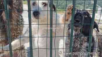 Piano per il randagismo fermo. Gli animalisti minacciano esposti contro Regione e Asrem - Primonumero