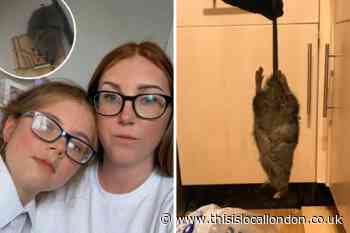 Clarion Housing under fire over rats in Borehamwood flat