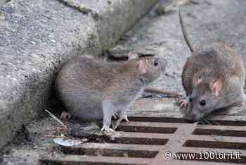Chieri. “Aiuto, ci sono i topi sul balcone” - CentoTorri