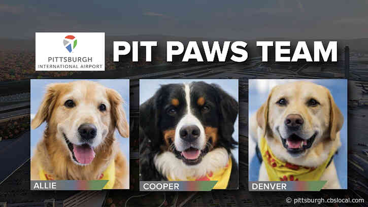 Pittsburgh International Airport Introduces New Dogs To The ‘Paws Team’
