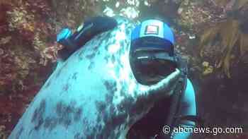 WATCH:  Diver and grey seal share ‘seal-iously’ cute hug