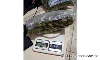 Polícia prende casal em Imbituba com quase meio quilo de “skunk”, cruzamento genético da erva cannabis sativa conhecida como "supermaconha" - Portal AHora